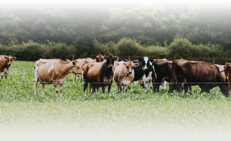 Free Range Jersey Cows