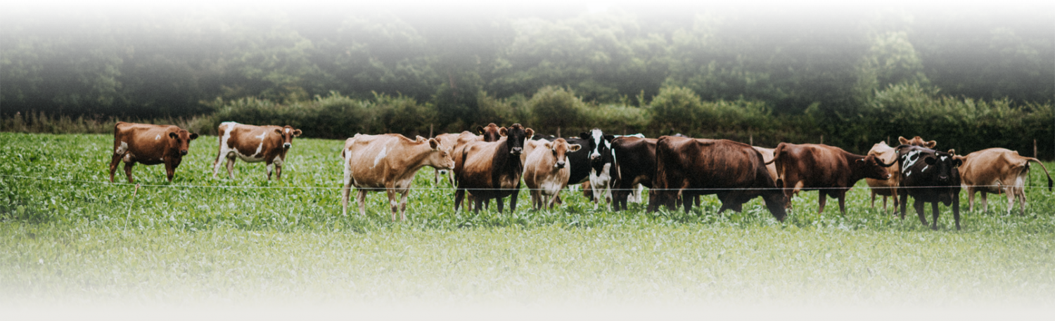 Free Range Jersey Cows