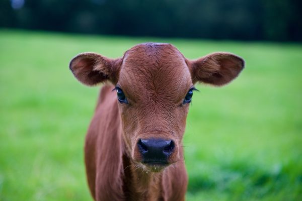 Sponsor A Calf